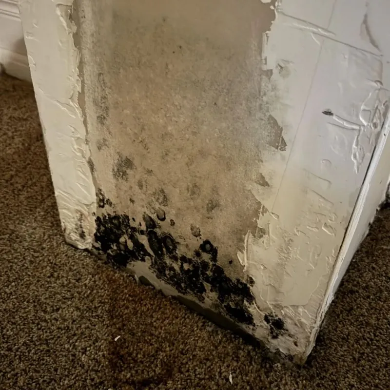 Professional Mold Removal in Franklin County, MS